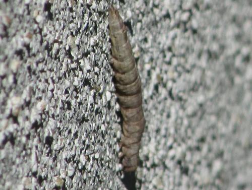 Réf. 194 915 : Dysgonia algira
